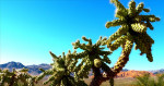 Cactussen zijn er in vele soorten